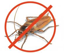 Уничтожение насекомых, тараканов и клопов в Ставрополе